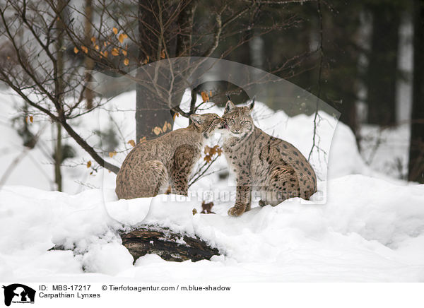 Karpatenluchse / Carpathian Lynxes / MBS-17217
