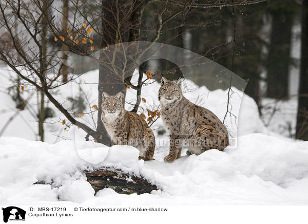 Karpatenluchse / Carpathian Lynxes / MBS-17219