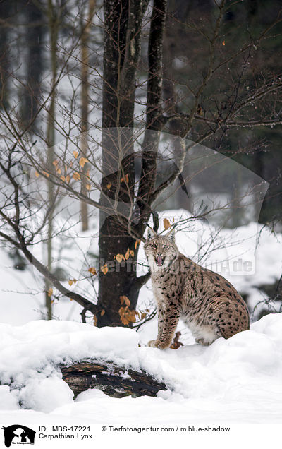Karpatenluchs / Carpathian Lynx / MBS-17221