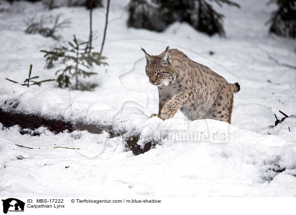 Karpatenluchs / Carpathian Lynx / MBS-17222