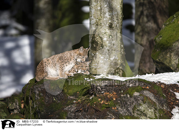 Karpatenluchse / Carpathian Lynxes / MBS-17233