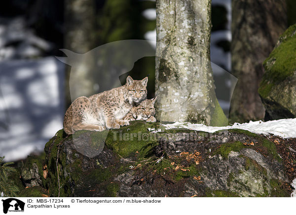 Karpatenluchse / Carpathian Lynxes / MBS-17234