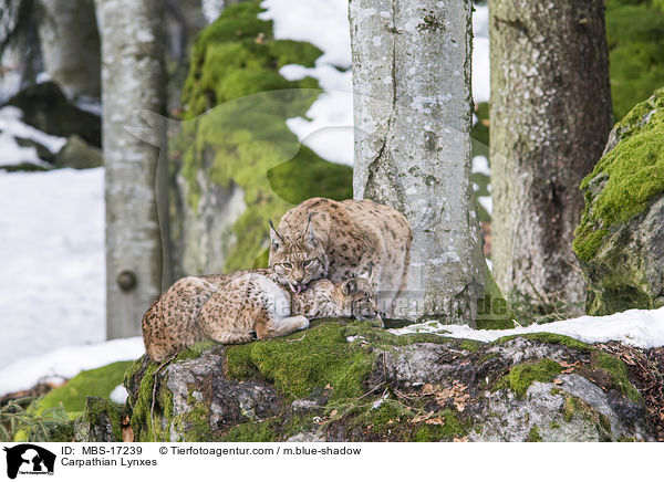 Karpatenluchse / Carpathian Lynxes / MBS-17239