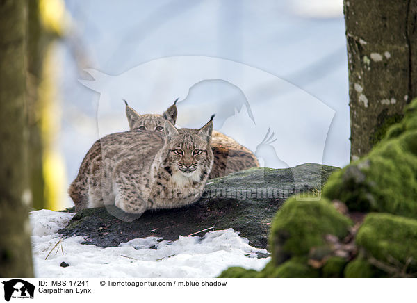 Karpatenluchs / Carpathian Lynx / MBS-17241