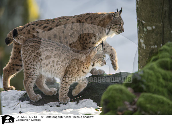 Karpatenluchse / Carpathian Lynxes / MBS-17243
