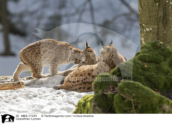 Karpatenluchse / Carpathian Lynxes / MBS-17245