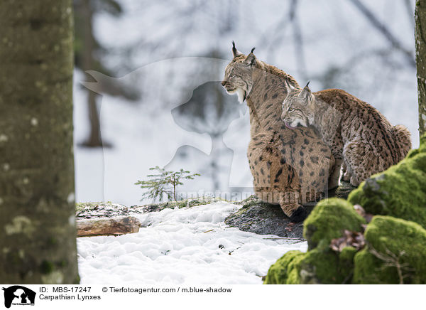 Karpatenluchse / Carpathian Lynxes / MBS-17247