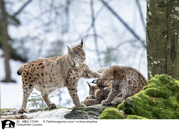 Karpatenluchse / Carpathian Lynxes / MBS-17249