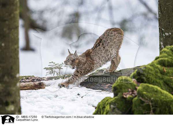 Karpatenluchs / Carpathian Lynx / MBS-17250