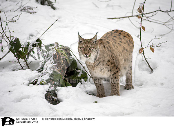 Karpatenluchs / Carpathian Lynx / MBS-17254