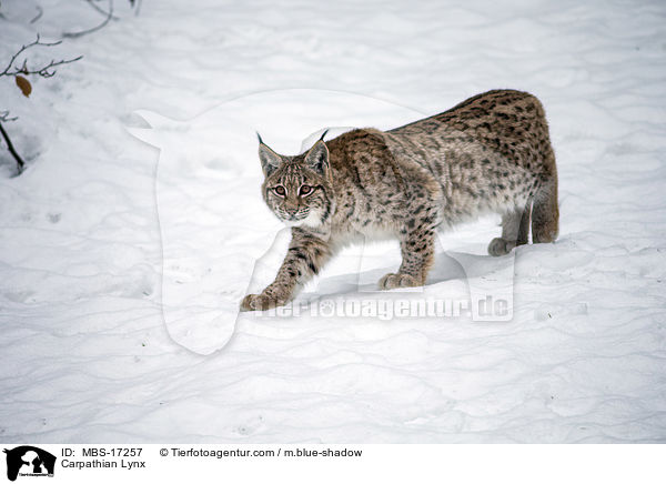 Karpatenluchs / Carpathian Lynx / MBS-17257