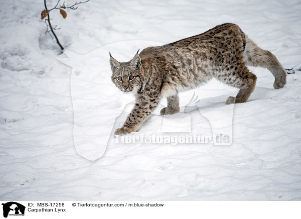 Karpatenluchs / Carpathian Lynx / MBS-17258