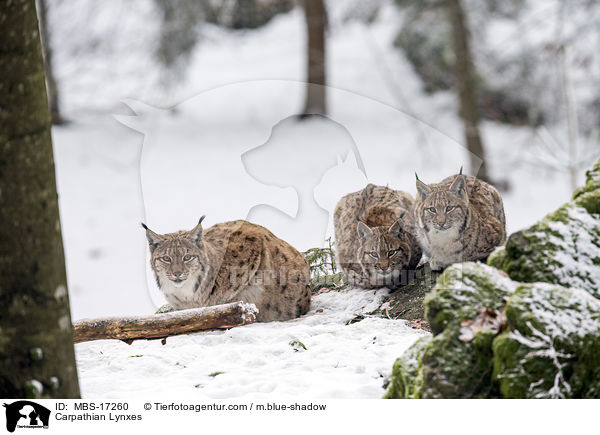 Karpatenluchse / Carpathian Lynxes / MBS-17260