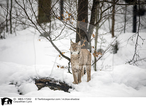 Karpatenluchs / Carpathian Lynx / MBS-17262