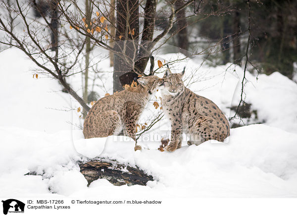 Karpatenluchse / Carpathian Lynxes / MBS-17266