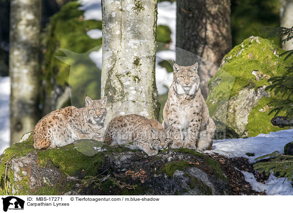 Karpatenluchse / Carpathian Lynxes / MBS-17271