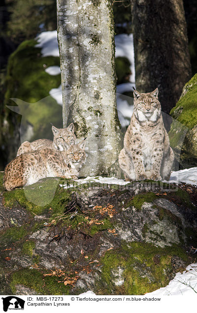 Karpatenluchse / Carpathian Lynxes / MBS-17273