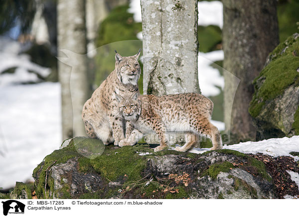 Karpatenluchse / Carpathian Lynxes / MBS-17285