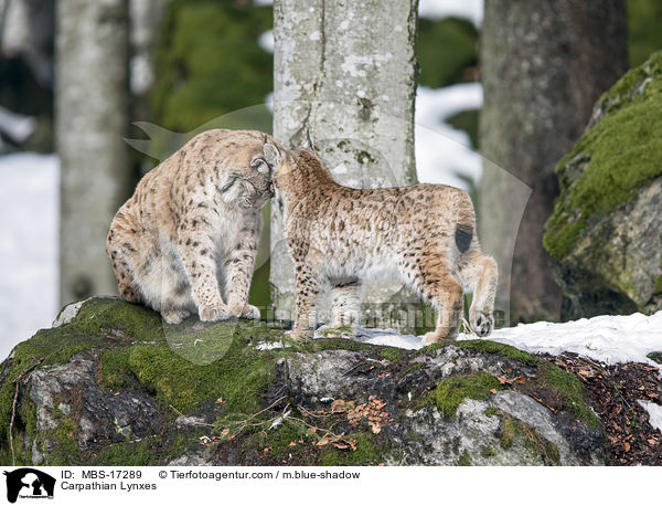 Karpatenluchse / Carpathian Lynxes / MBS-17289