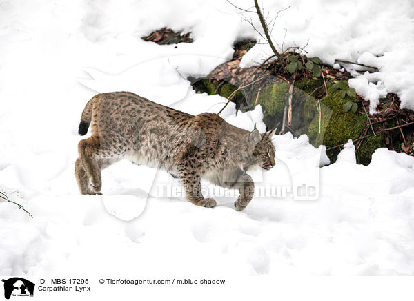Karpatenluchs / Carpathian Lynx / MBS-17295