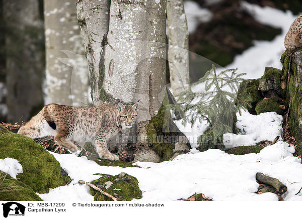 Karpatenluchs / Carpathian Lynx / MBS-17299