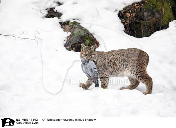 Carpathian Lynx / MBS-17302