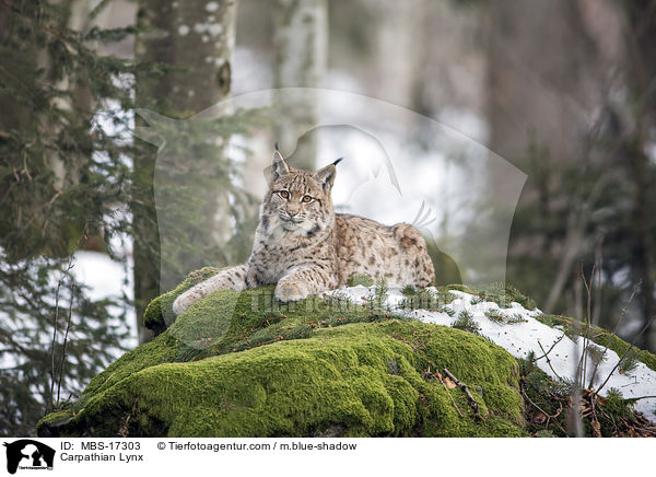 Karpatenluchs / Carpathian Lynx / MBS-17303
