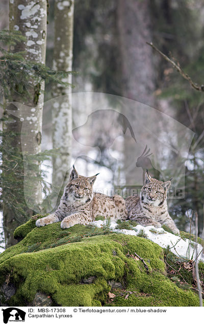 Karpatenluchse / Carpathian Lynxes / MBS-17308
