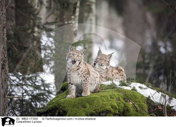 Karpatenluchse / Carpathian Lynxes / MBS-17309