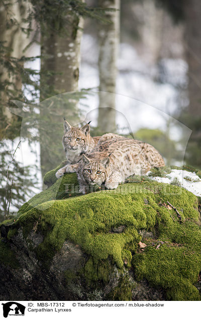 Karpatenluchse / Carpathian Lynxes / MBS-17312