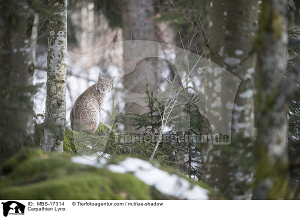 Karpatenluchs / Carpathian Lynx / MBS-17314