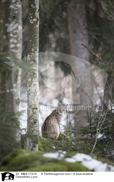 Karpatenluchs / Carpathian Lynx / MBS-17315