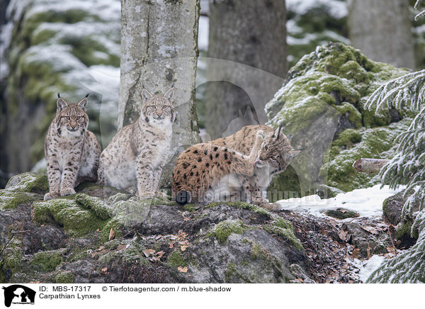 Karpatenluchse / Carpathian Lynxes / MBS-17317