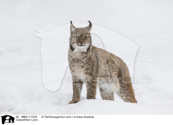 Karpatenluchs / Carpathian Lynx / MBS-17325