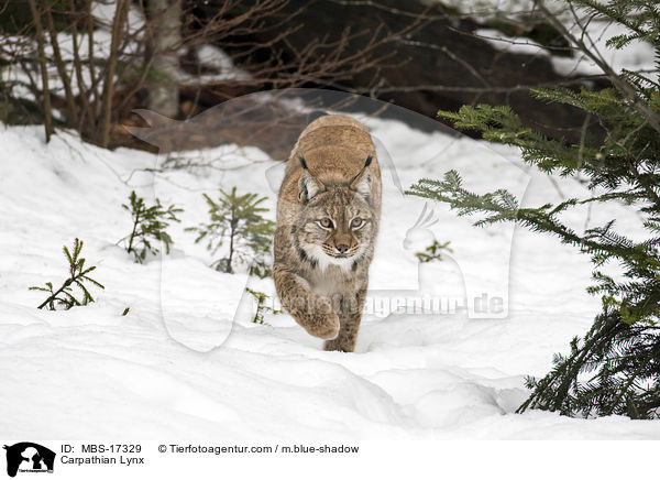 Karpatenluchs / Carpathian Lynx / MBS-17329