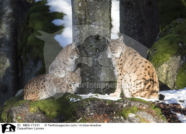 Karpatenluchse / Carpathian Lynxes / MBS-17331