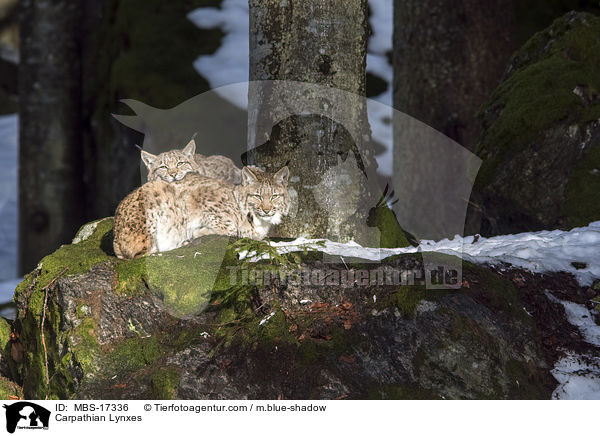 Karpatenluchse / Carpathian Lynxes / MBS-17336
