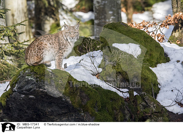Karpatenluchs / Carpathian Lynx / MBS-17341