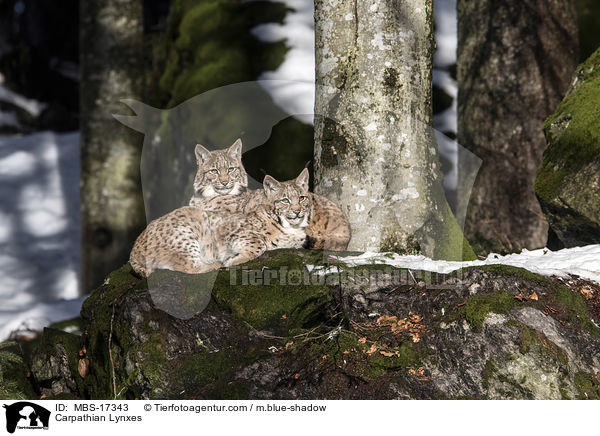 Karpatenluchse / Carpathian Lynxes / MBS-17343