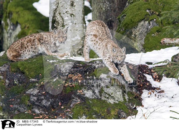 Karpatenluchse / Carpathian Lynxes / MBS-17345