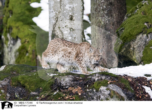 Karpatenluchse / Carpathian Lynxes / MBS-17346