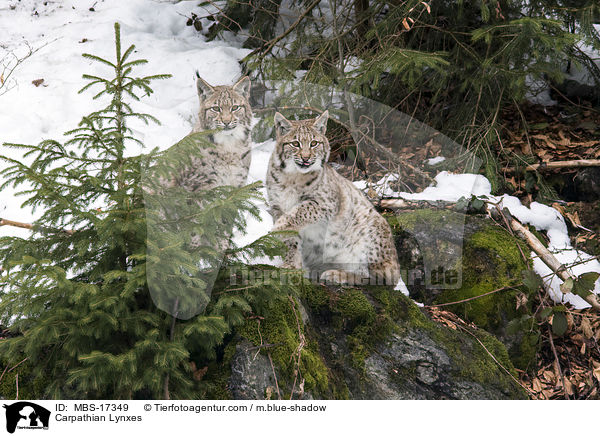 Karpatenluchse / Carpathian Lynxes / MBS-17349