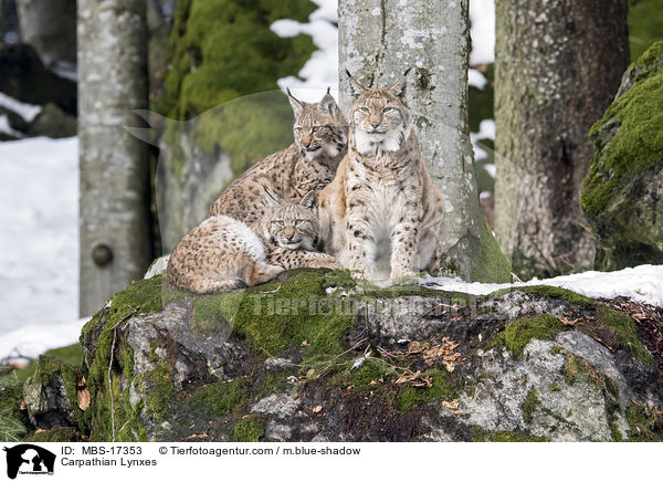 Karpatenluchse / Carpathian Lynxes / MBS-17353