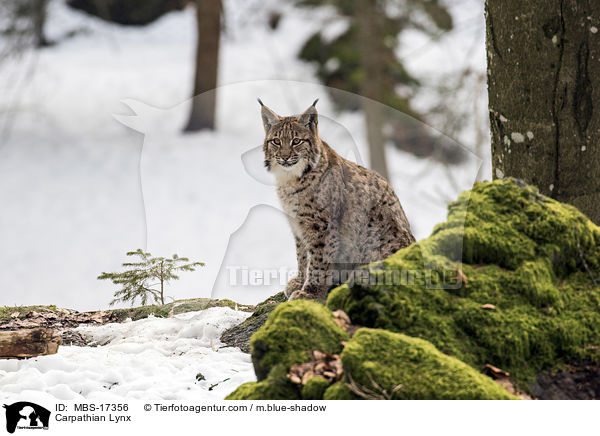 Karpatenluchs / Carpathian Lynx / MBS-17356