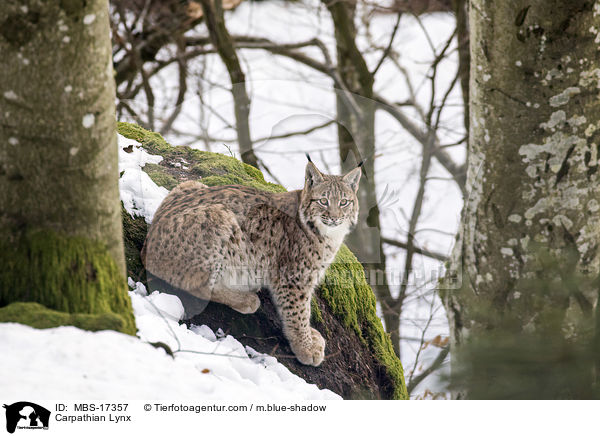 Karpatenluchs / Carpathian Lynx / MBS-17357