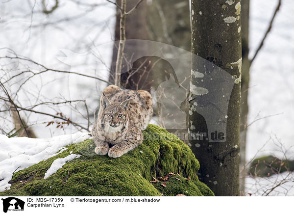 Karpatenluchs / Carpathian Lynx / MBS-17359