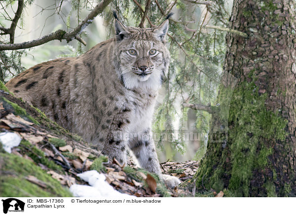 Karpatenluchs / Carpathian Lynx / MBS-17360