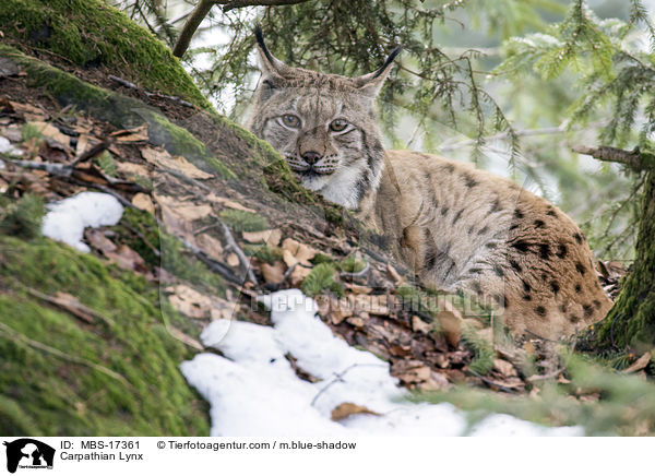 Karpatenluchs / Carpathian Lynx / MBS-17361