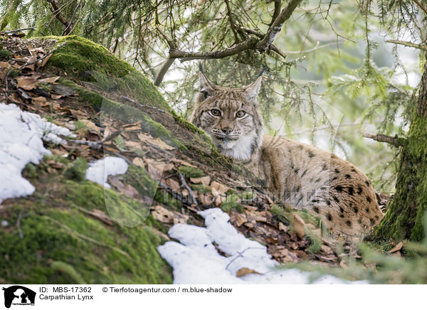Karpatenluchs / Carpathian Lynx / MBS-17362