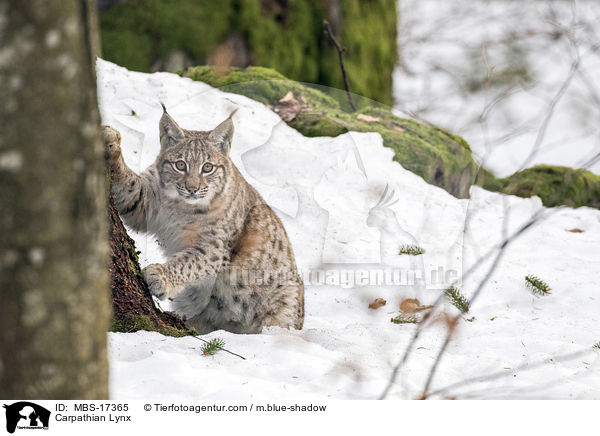Karpatenluchs / Carpathian Lynx / MBS-17365
